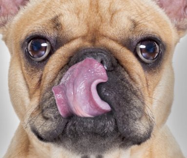 $1,000 Gift Card for Free Pet Food