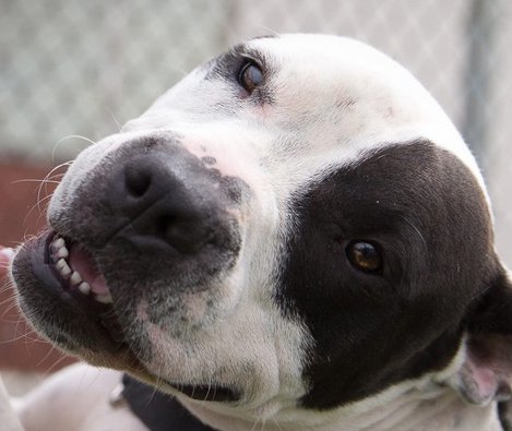 2017 Support The Shelters Sweepstakes