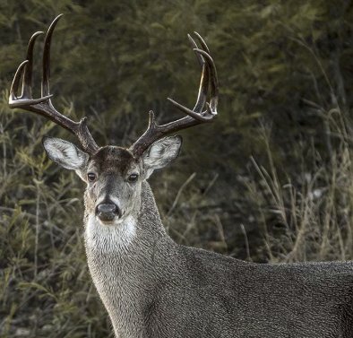 2018 Deer Hunt Sweepstakes