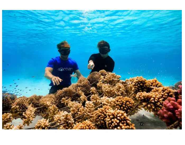 4ocean X Coral Gardeners Sweepstakes Giveaway - Win A Week-Long Trip To Tahiti