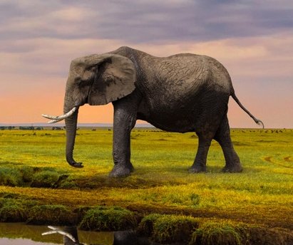 7-Day Essential Kenya Sweepstakes