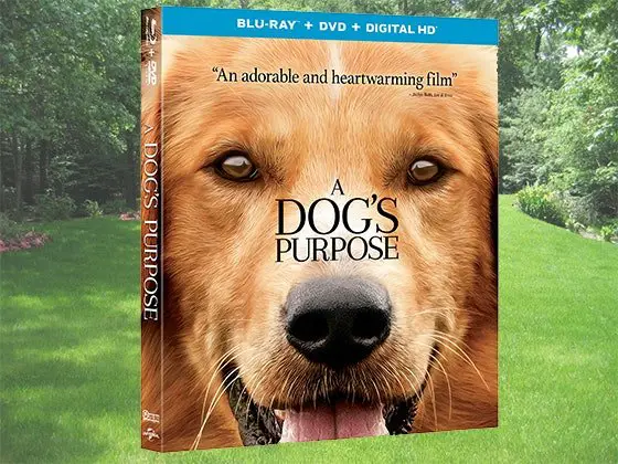 A Dogs Purpose Prize Package Sweepstakes