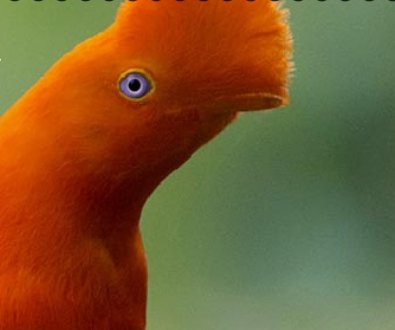 Amazing Bird Watching in the Amazon, Win a Trip!