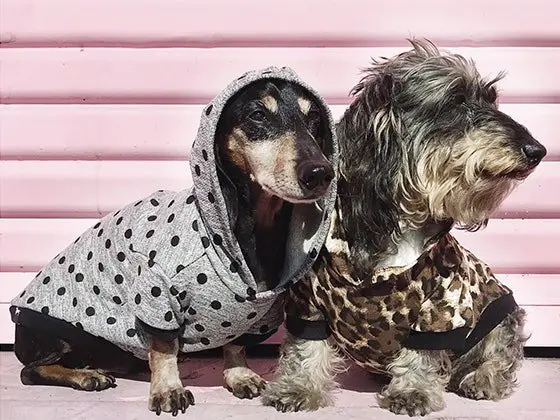 BeanGoods Doggie & Human Clothing Sweepstakes