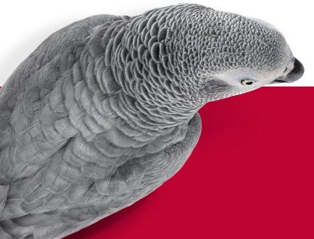 Birds Sit Pretty Sweepstakes