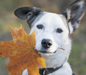 Breed Match Game Giveaway