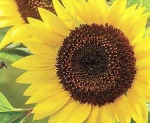 Burpee Raised Bed Giveaway