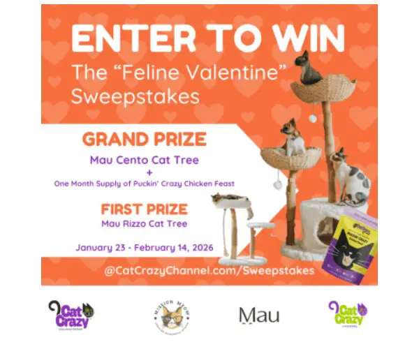 Cat Crazy Channel The Feline Valentine Sweepstakes - Win A Cat Tower & Cat Food Supply