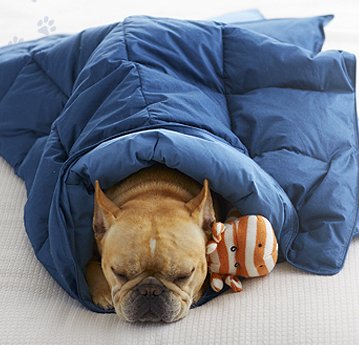 Comfy Canine Photo Contest