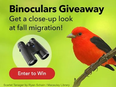 Cornell Lab of Ornithology “Big Day Binoculars” Sweepstakes - $450 Binoculars Up For Grabs