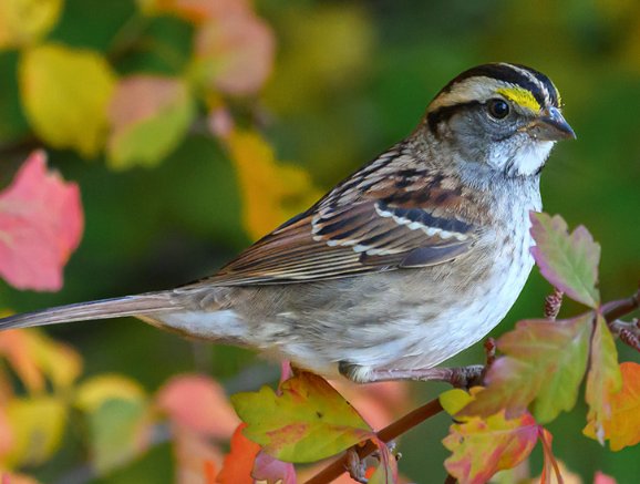 Cornell Lab of Ornithology Ultimate Fall Birdwatching Bundle Giveaway - Win Binoculars, Gift Card & More