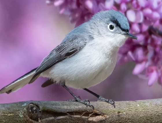 Cornell Lab “Ultimate Spring Birdwatching” Sweepstakes - Binoculars, Gift Card & More