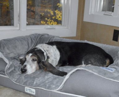 Dog Bed & Blanket Sweepstakes