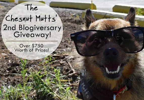 Dog & Cat Giveaway: $750 in Prizes!