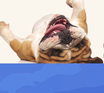 Dog Days of Summer Contest