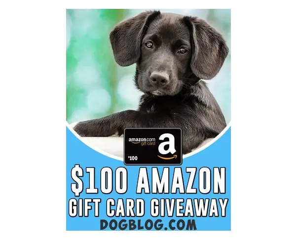 Dogblog.com Giveaway - Win A $100 Amazon Gift Card