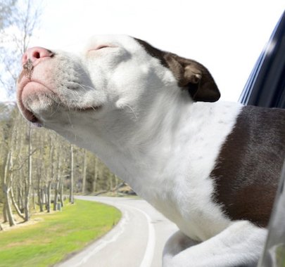 Dogs on the Beach Giveaway