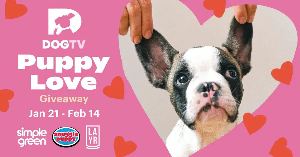 DOGTV Puppy Love Giveaway – Win A Lifetime Subscription To DOGTV + A Snuggle Puppy Golden