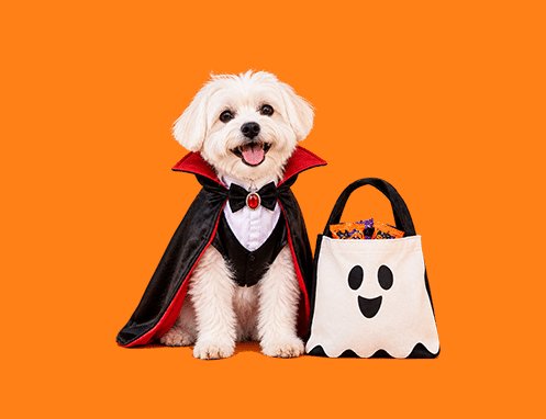 DogTV Tricks for Treats Giveaway - Win a Halloween Prize Pack For Your Pet