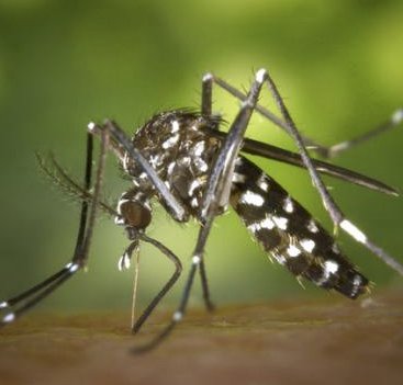 Dynatrap DT600 LED ATRAKTA Series Insect Trap