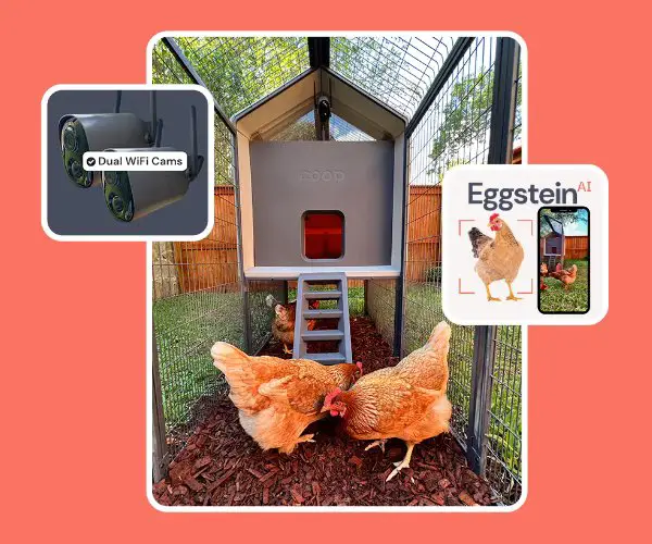 Ellen’s Coop Sweepstakes 2024 - Win A Chicken Coop Package