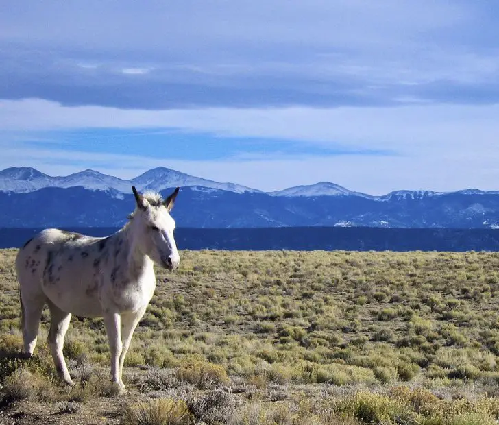 Enter to Win 5-Acres of Colorado Land