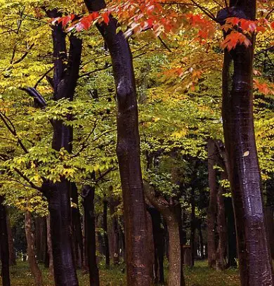 Fall Favorites Giveaway Sweepstakes