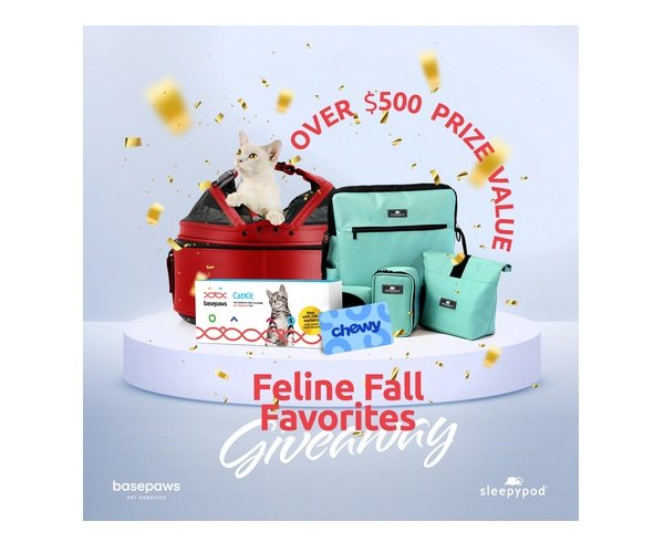 Feline Fall Favorites Giveaway - Win a Health and DNA Test for Your Cat and More