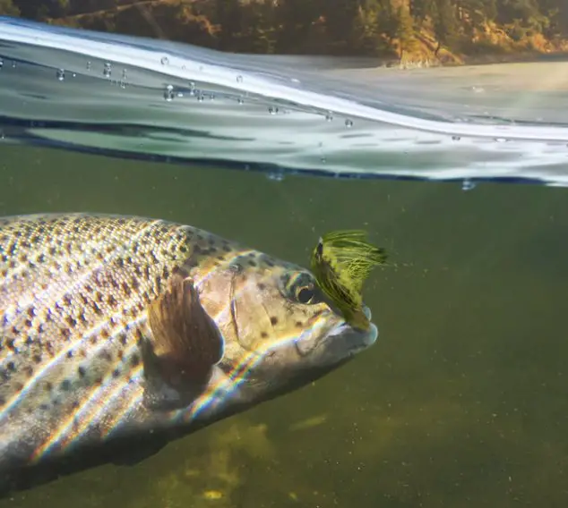 Fishing Trip of a Lifetime Giveaway