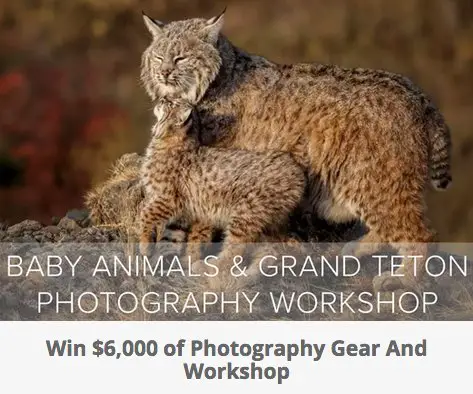 Free Baby Animals & Grand Teton Photography Workshop Trip