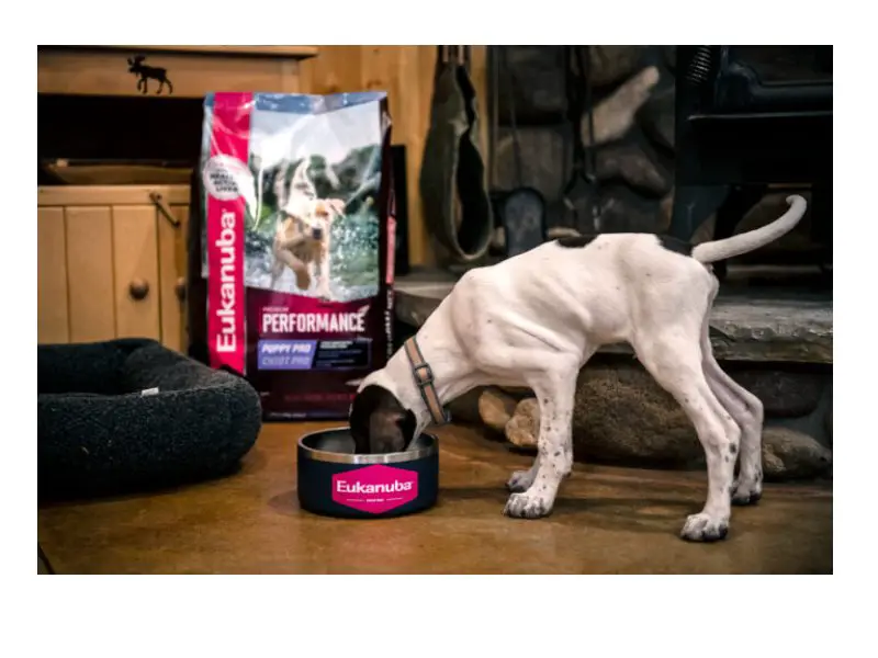 Gear Junkie Free Gear Friday - Win A Year's Supply Of Dog Food & Other Pet Care Products