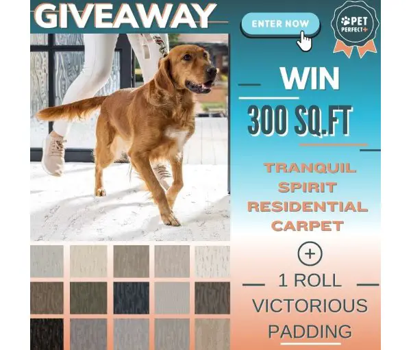 Georgia Carpet Giveaway - Win A 300 Sq. Ft. Carpet & A Roll Of Padding