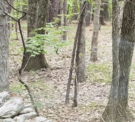 Getaway House Cabin Sweepstakes