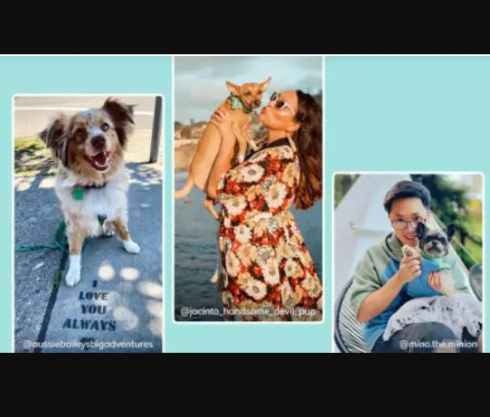 Great Pet Living How Sweet It Is Sweepstakes - Enter To Win A $2,000 Pup Package