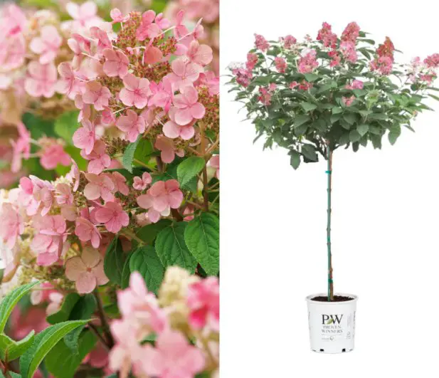 Hachette Book Group Patio Season Sweepstakes - Win Patio trees, Self-watering Pinch Planters & More