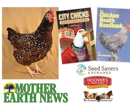 Heritage Chicken Starter Kit Sweepstakes