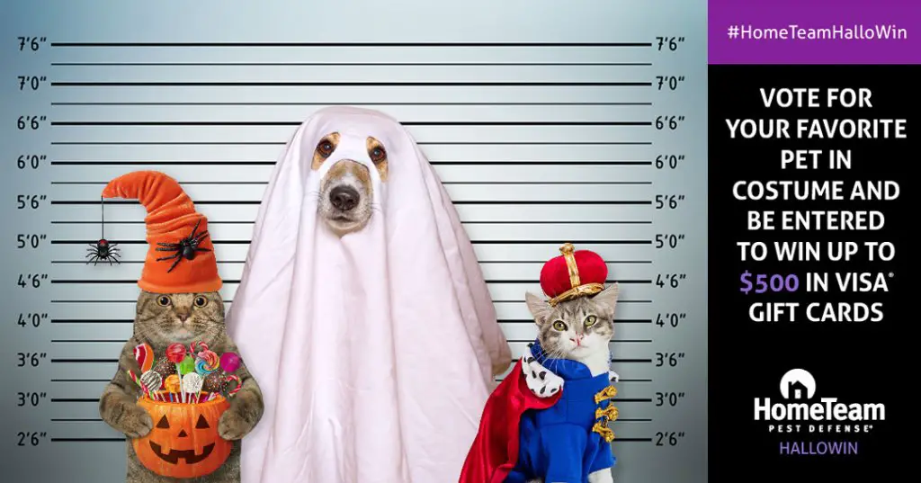 Home Team Hallowin Sweepstakes - Win A $250 or $500 VISA Gift Card