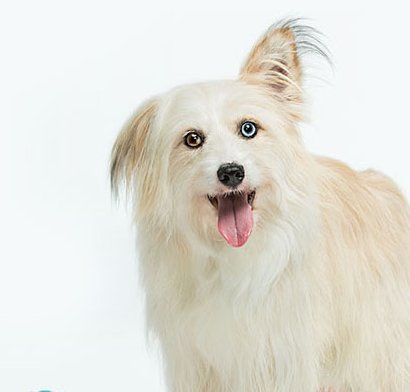 It’S A Dog! Sweepstakes