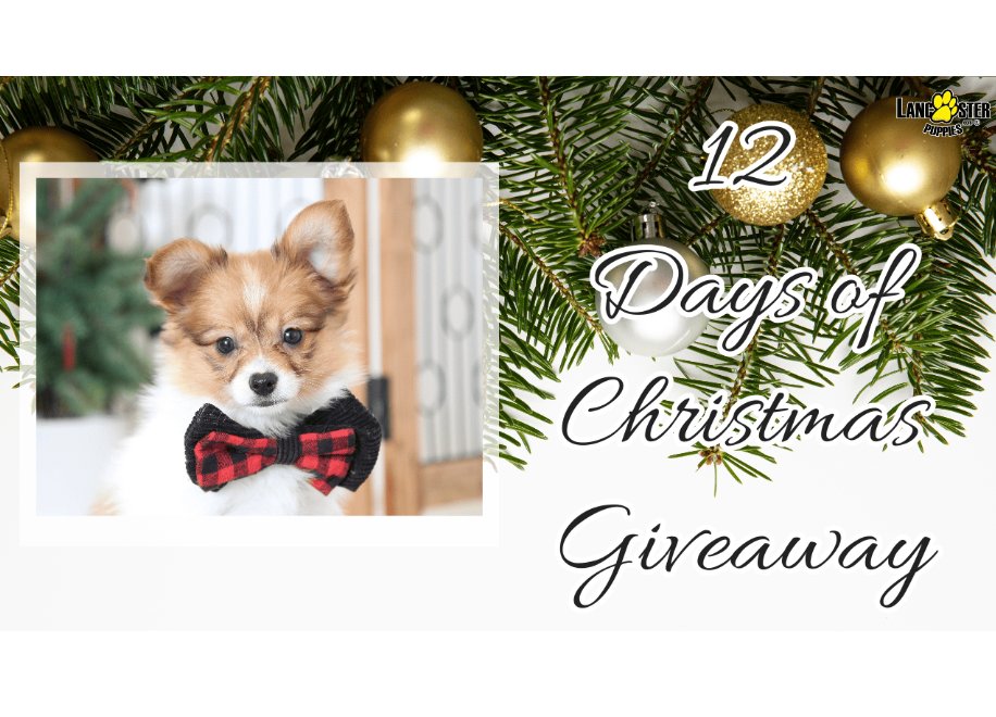 Lancaster Puppies 12 Days Of Christmas Giveaway - Win Tools, Appliances, A Recliner Chair & More