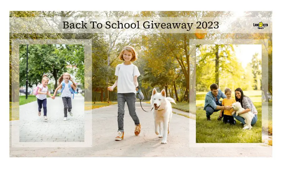 Lancaster Puppies Back To School Giveaway 2023 - Win A Chromebook, Lunch Boxes & More