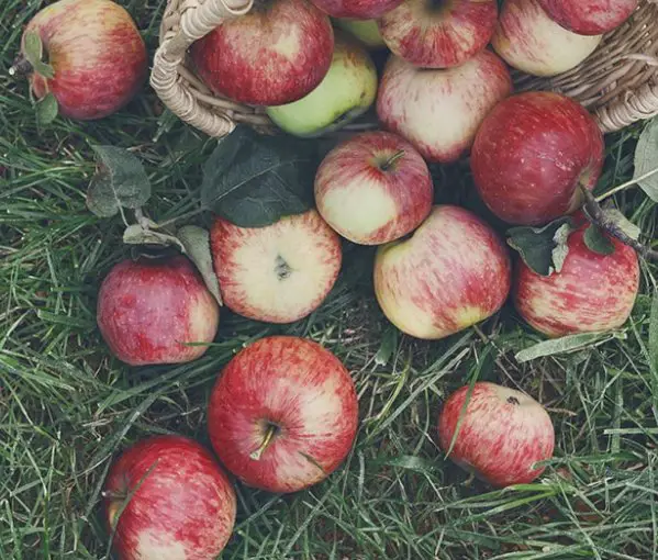 Lehman's Apple Giveaway