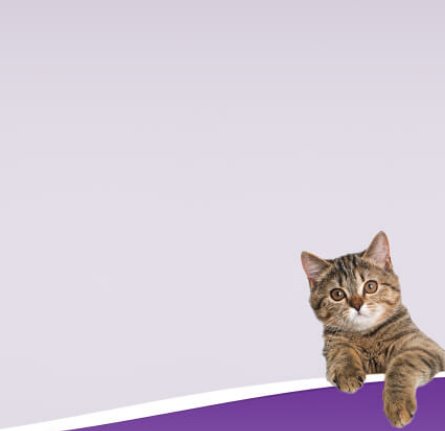 Litter Genie Cat Scratch Instant Win Game