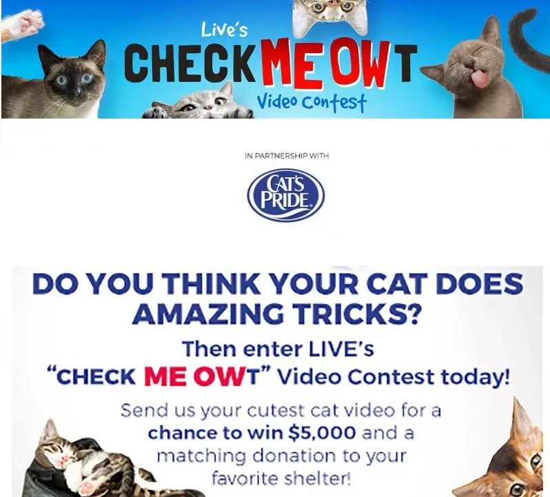 Live's Check Meow-T Video Contest