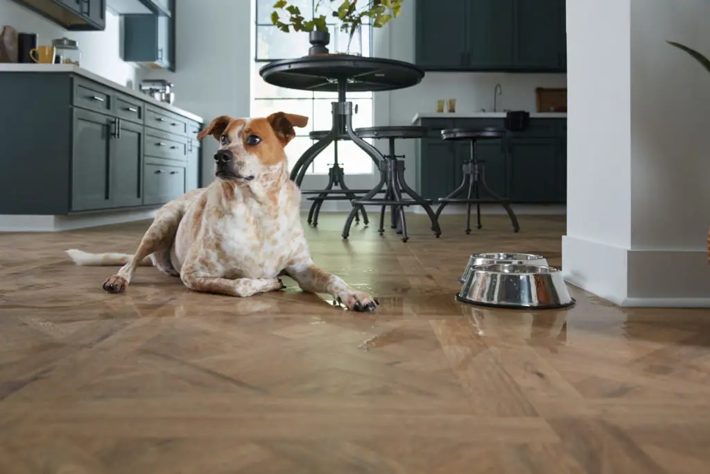 LL Flooring Floof Proof Pet Flooring Sweepstakes