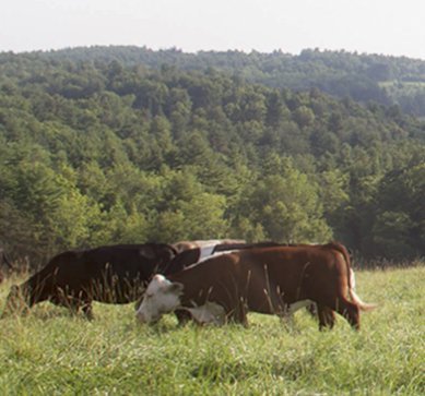 Mega Farm-Fresh Cooking Package