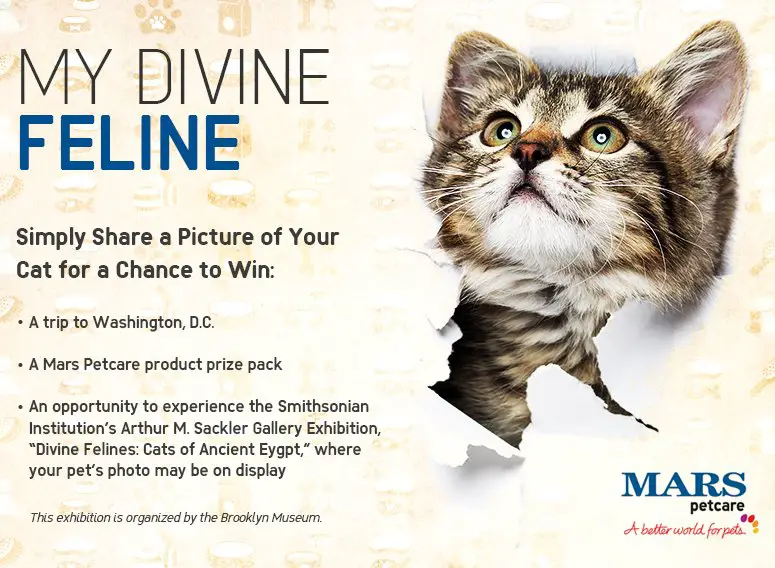 My Divine Feline Sweepstakes