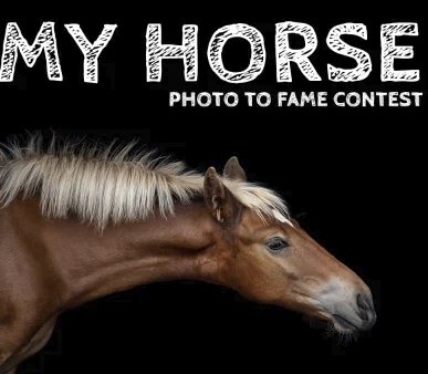My Horse Photo To Fame