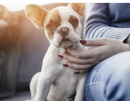 MyLittlePuppy Contest, Free Puppy!