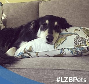 National Dog Day Sweepstakes