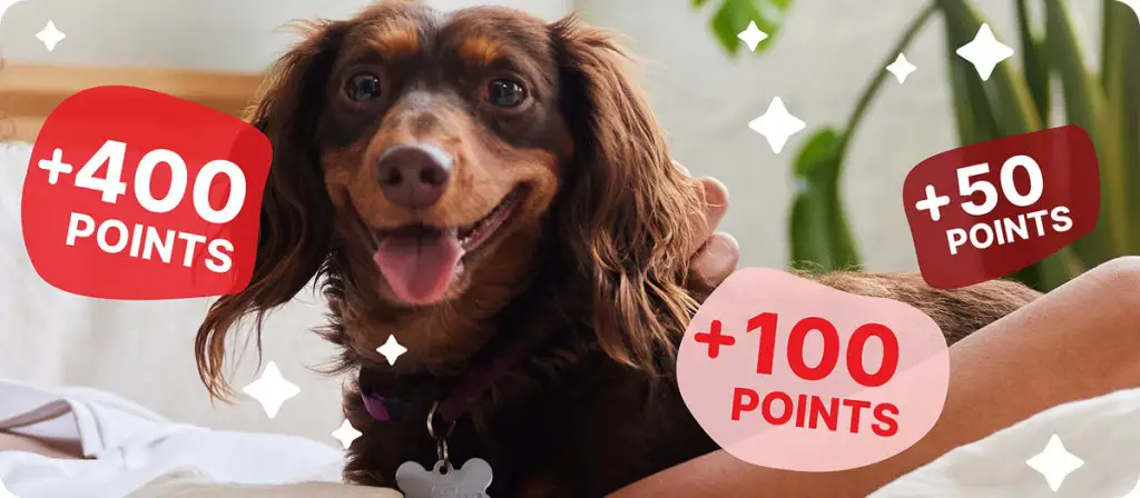 Nestlé Purina Busy Bee Sweepstakes – Win A Replica “Busy Bee” Dog Toy & More (2,500 Winners)